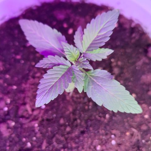 Apple Fritter Auto growlog timeline photo