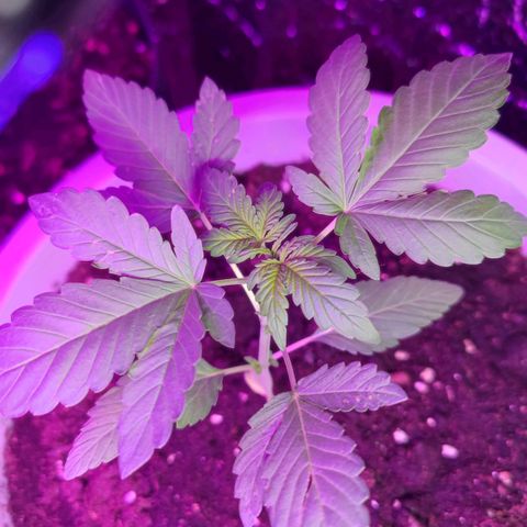 Apple Fritter Auto growlog timeline photo