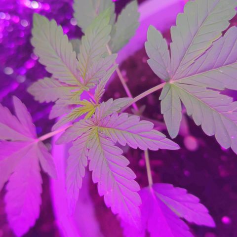 Apple Fritter Auto growlog timeline photo