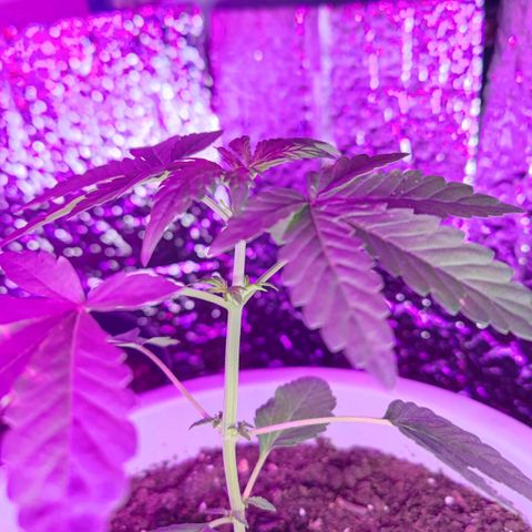 Apple Fritter Auto growlog timeline photo