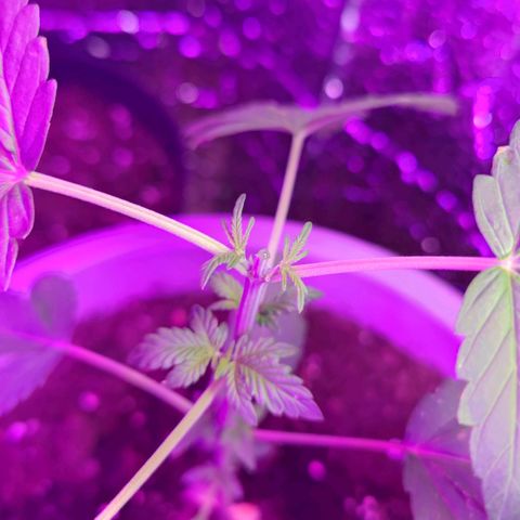 Apple Fritter Auto growlog timeline photo