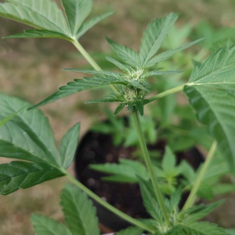 Apple Fritter Auto growlog timeline photo