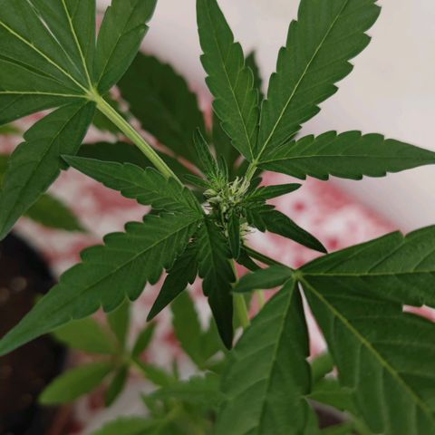 Apple Fritter Auto growlog timeline photo