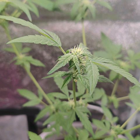 Apple Fritter Auto growlog timeline photo