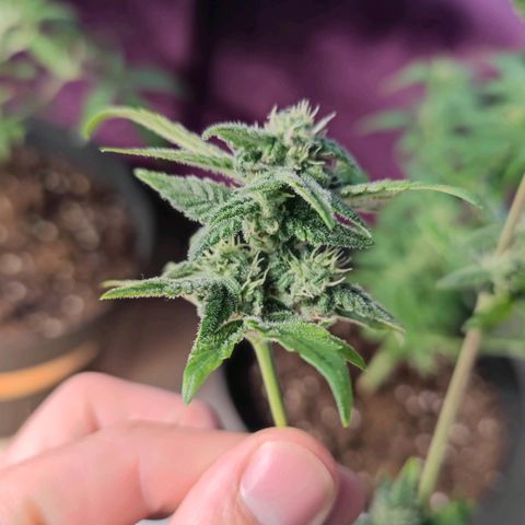 Apple Fritter Auto growlog timeline photo