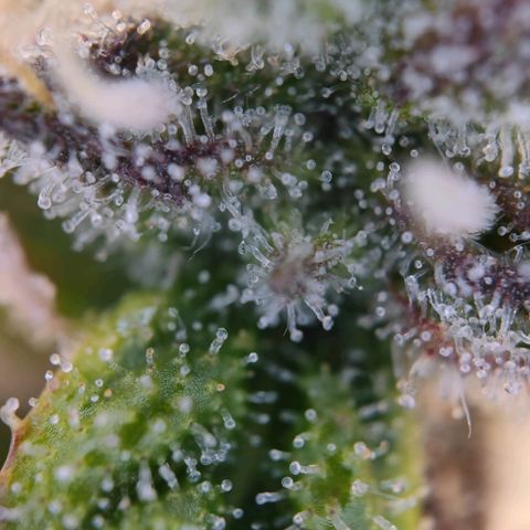 Apple Fritter Auto growlog timeline photo