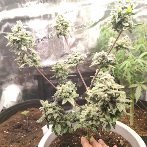 Apple Fritter Auto growlog timeline photo