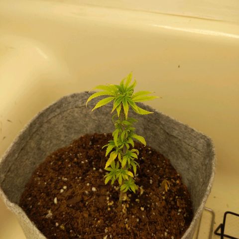 Zendia  growlog timeline photo