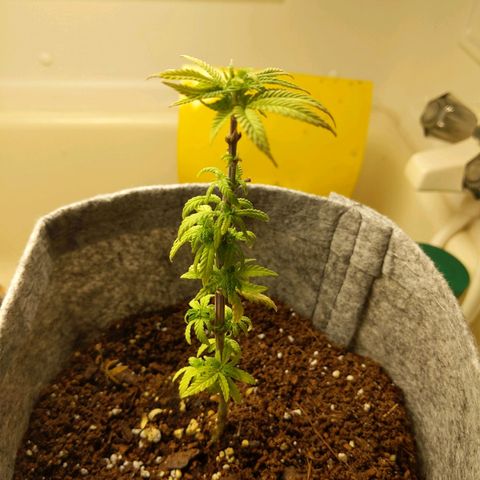 Zendia  growlog timeline photo