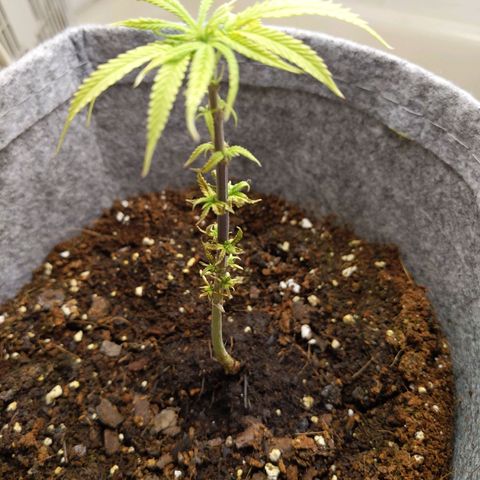 Zendia  growlog timeline photo