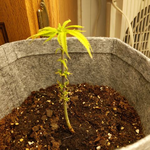 Zendia  growlog timeline photo