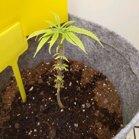 Zendia  growlog timeline photo