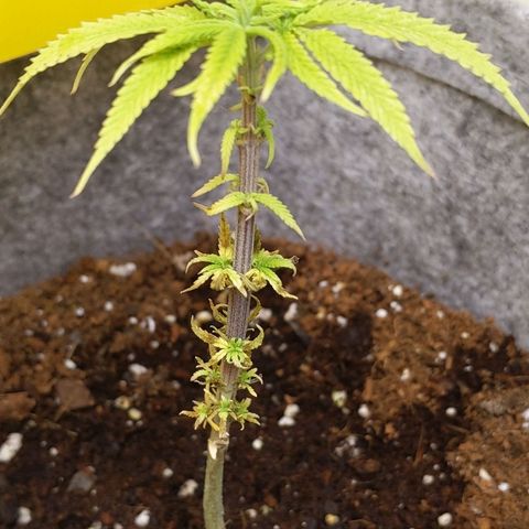 Zendia  growlog timeline photo
