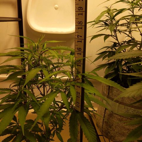 Zendia  growlog photo: Day 4 of 12/12