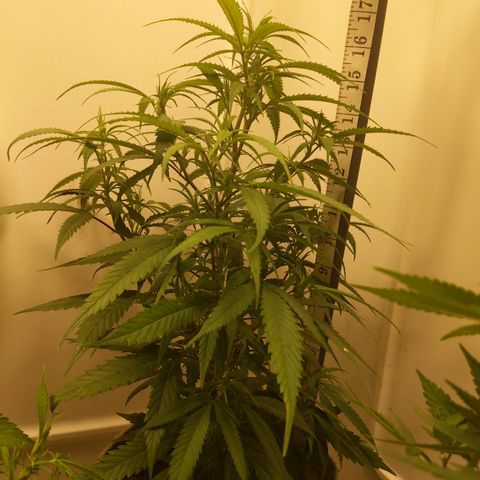 Zendia  growlog timeline photo