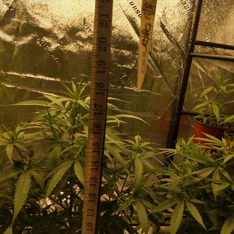 Zendia  growlog timeline photo