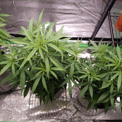 Zendia  growlog timeline photo
