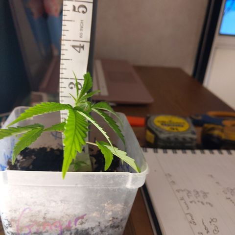 Ginger  growlog timeline photo