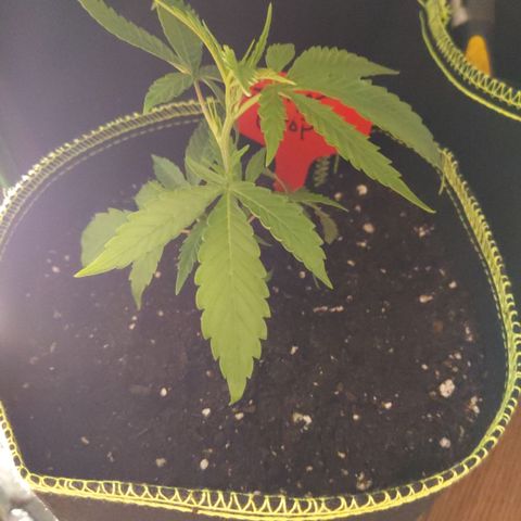 Ginger  growlog timeline photo