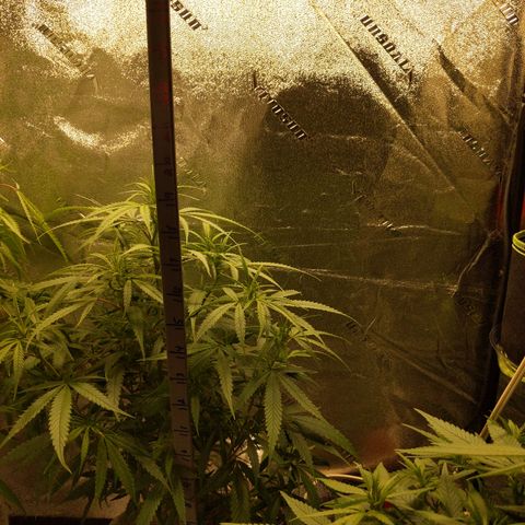 Zendia  growlog timeline photo