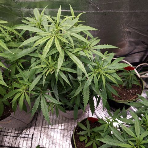Zendia  growlog timeline photo