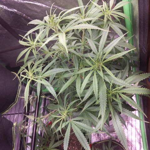 Zendia  growlog timeline photo