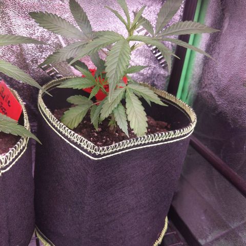 Ginger  growlog timeline photo