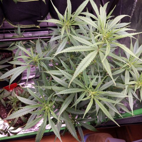 Zendia  growlog timeline photo