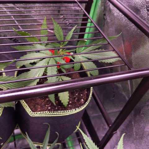 Ginger  growlog timeline photo