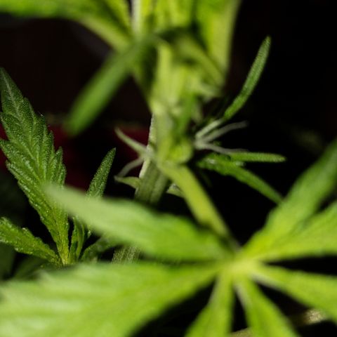 Ginger  growlog timeline photo