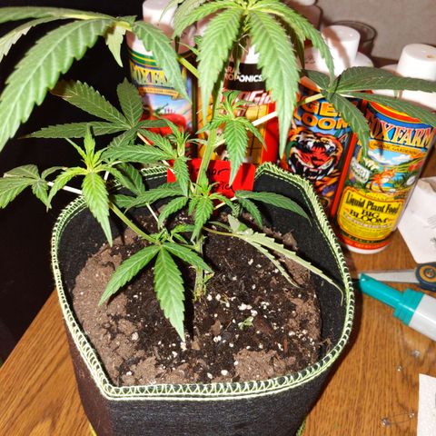 Ginger  growlog timeline photo