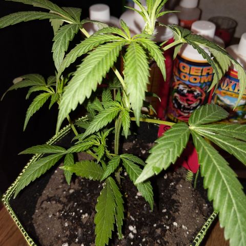 Ginger  growlog timeline photo