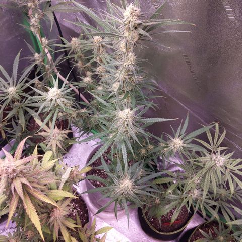 Zendia  growlog timeline photo