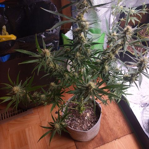 Zendia  growlog timeline photo