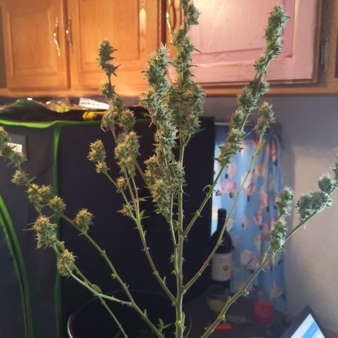 Zendia  growlog timeline photo