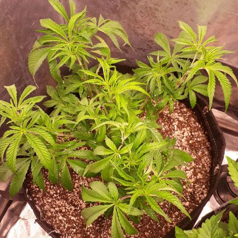 Tahoe FL 12 growlog timeline photo
