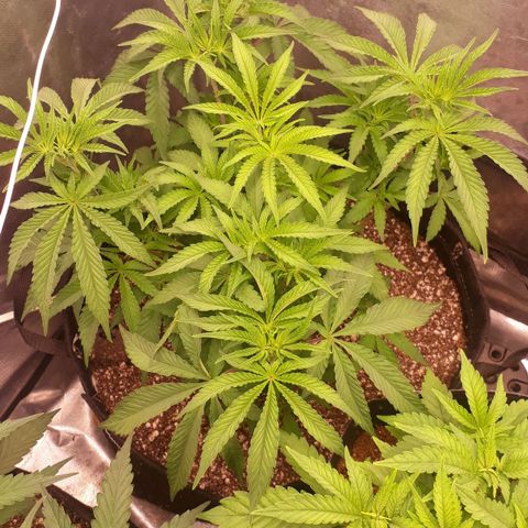 Tahoe FL 12 growlog timeline photo