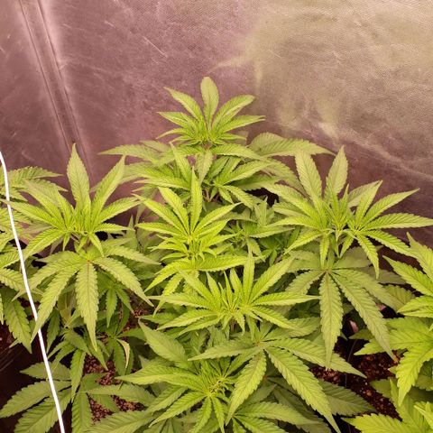 Tahoe FL 12 growlog timeline photo
