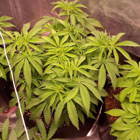 Tahoe FL 12 growlog timeline photo