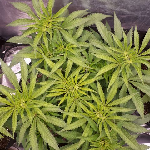 Tahoe FL 12 growlog timeline photo
