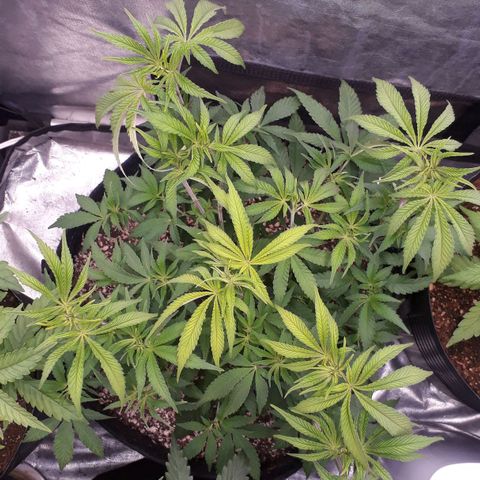 Tahoe FL 12 growlog timeline photo