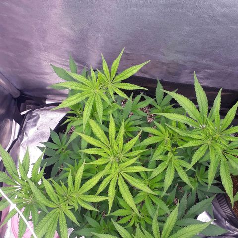 Tahoe FL 12 growlog timeline photo