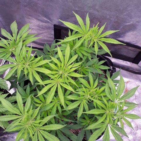 Tahoe FL 12 growlog timeline photo