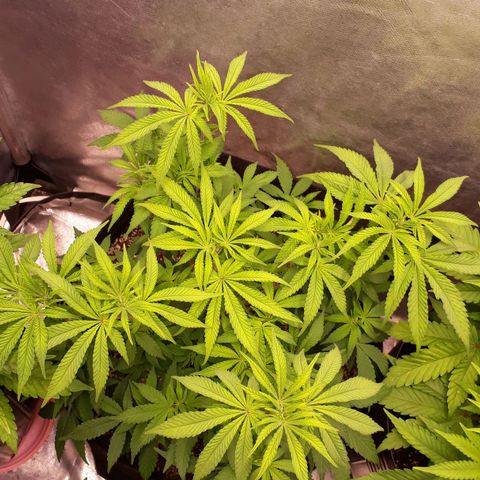 Tahoe FL 12 growlog timeline photo