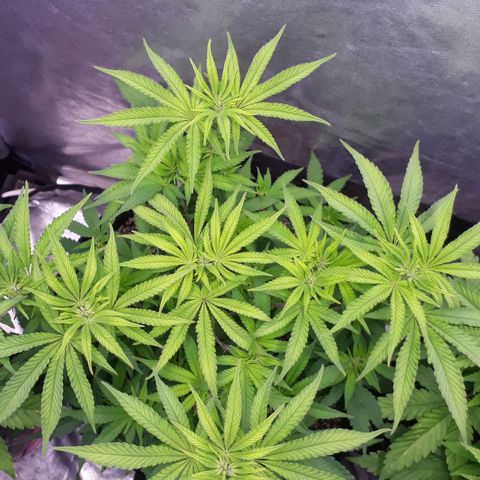 Tahoe FL 12 growlog timeline photo