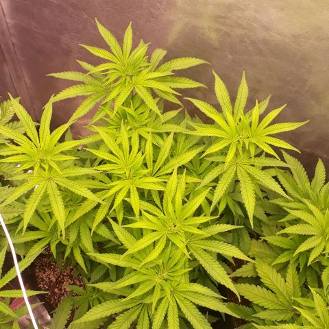 Tahoe FL 12 growlog timeline photo
