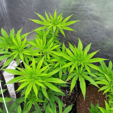 Tahoe FL 12 growlog timeline photo