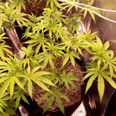 Tahoe FL 12 growlog timeline photo