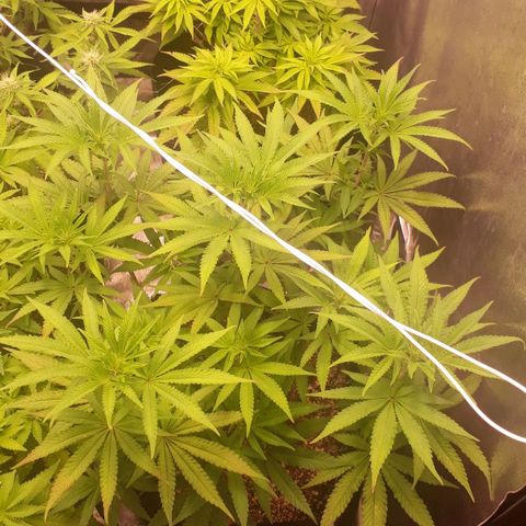 Tahoe FL 12 growlog timeline photo