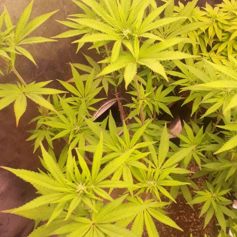 Tahoe FL 12 growlog timeline photo